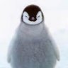 ChillyPenguin